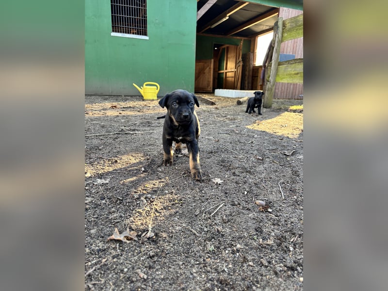 Vizslador x Schäferhund Mischling in ein liebevolles Zuhause abzugeben