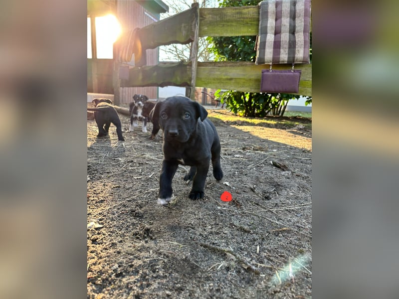 5 bezaubernde Vizslador x Schäferhund Welpen suchen ein liebevolles Zuhause!
