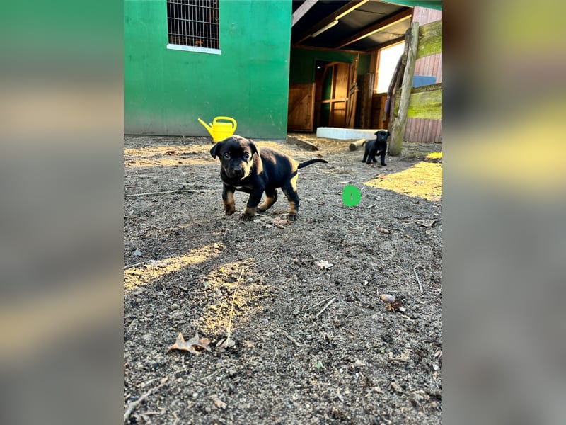 Vizslador x Schäferhund Mischling in ein liebevolles Zuhause abzugeben