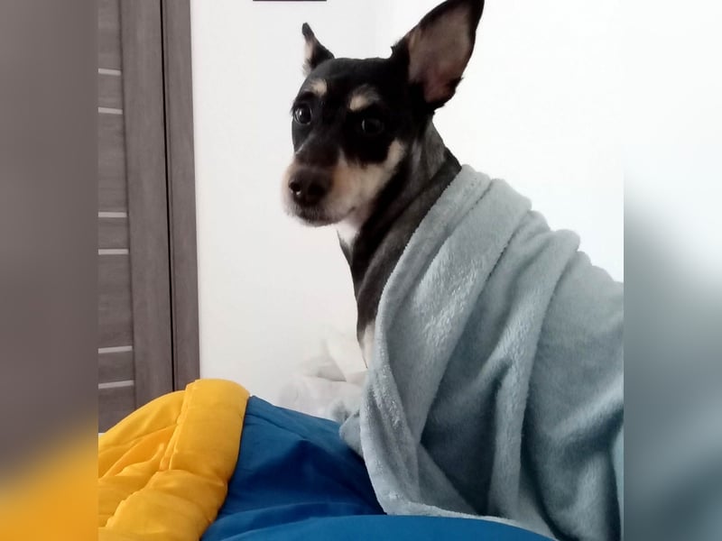 Süße Lina sucht ihr eigenes Körbchen