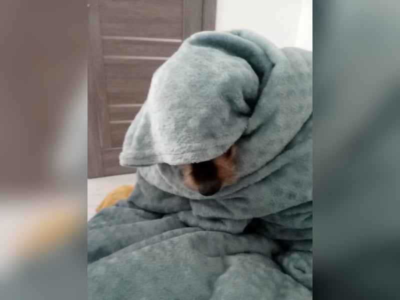 Süße Lina sucht ihr eigenes Körbchen
