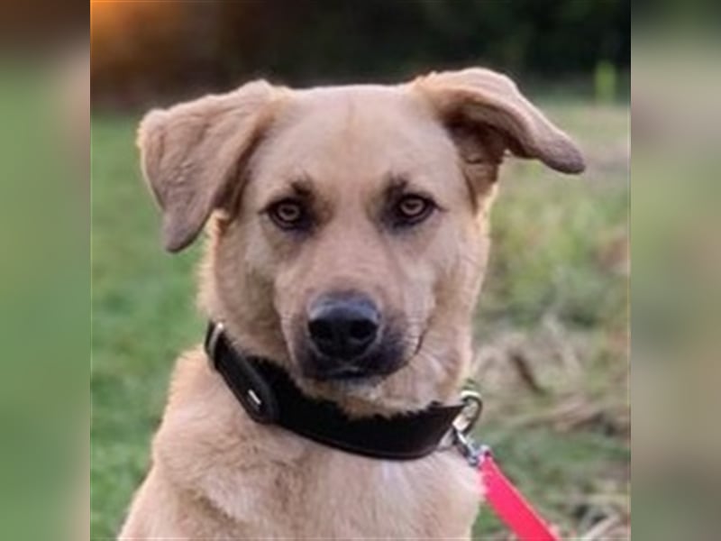 Fanta, geb. ca. 05/2017, lebt bei einer Familie in 48317 Drensteinfurt