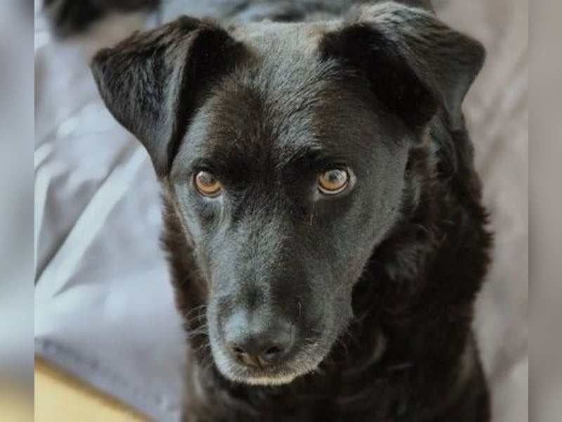 Unsere menschenbezogene Lexi sucht dringend ihre Menschen
