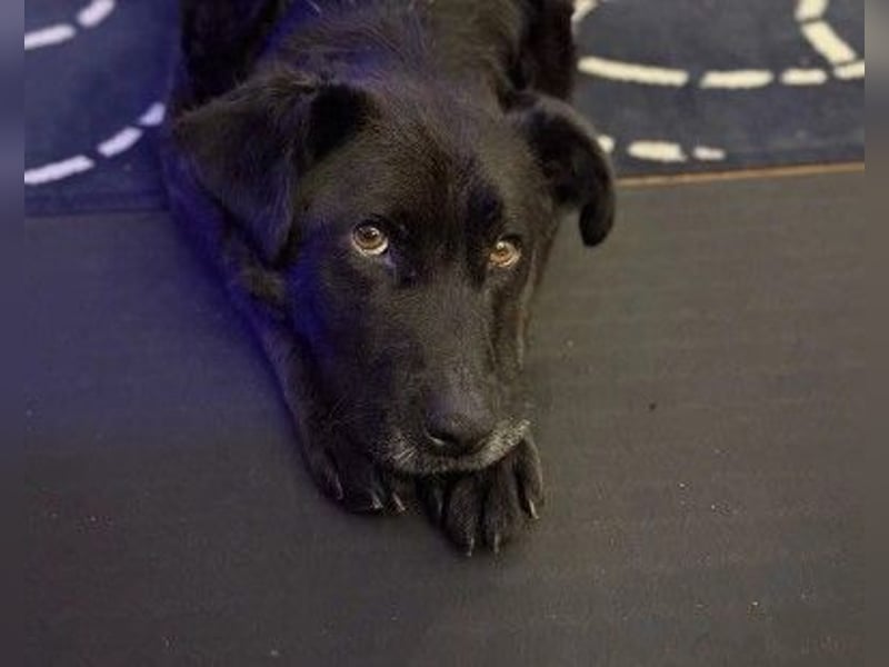Unsere menschenbezogene Lexi sucht dringend ihre Menschen