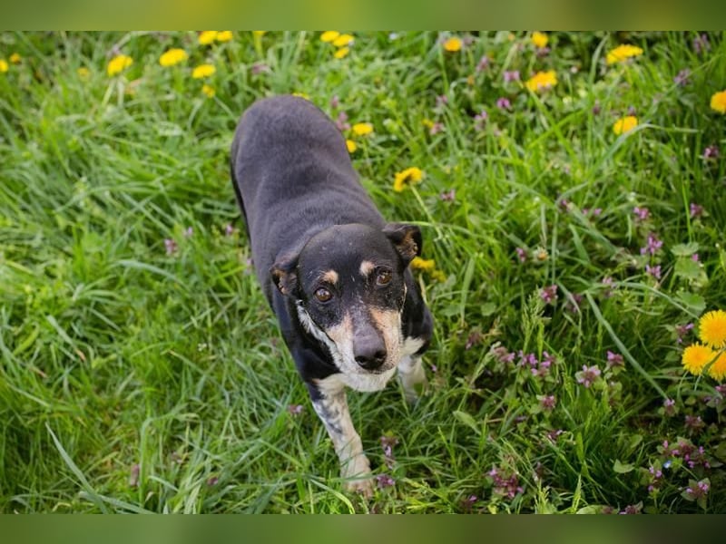 Zarte Hündin Martha sucht ein liebevolles Zuhause zum 24.05.2025