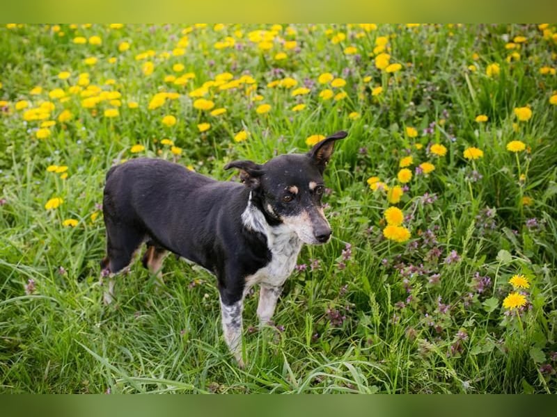 Zarte Hündin Martha sucht ein liebevolles Zuhause zum 24.05.2025