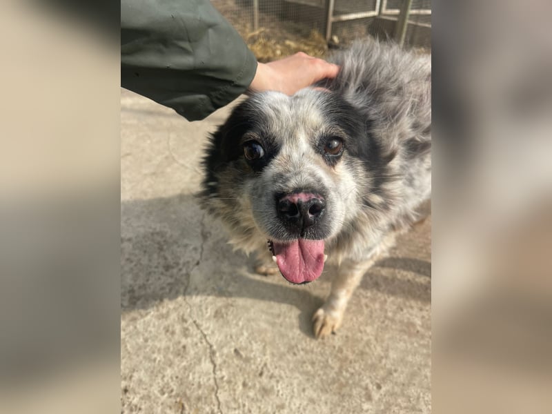 Molly - Seniorin mit großem Herz sucht ein warmes Körbchen für immer
