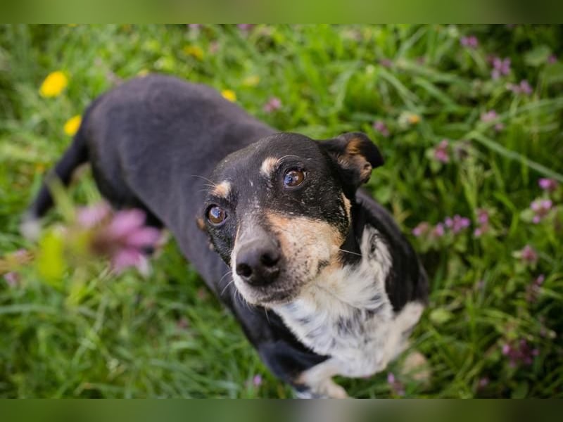 Zarte Hündin Martha sucht ein liebevolles Zuhause zum 24.05.2025