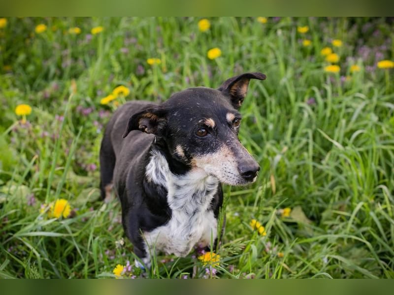 Zarte Hündin Martha sucht ein liebevolles Zuhause zum 24.05.2025