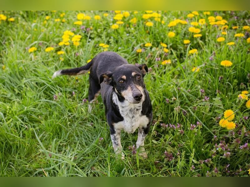 Zarte Hündin Martha sucht ein liebevolles Zuhause zum 24.05.2025