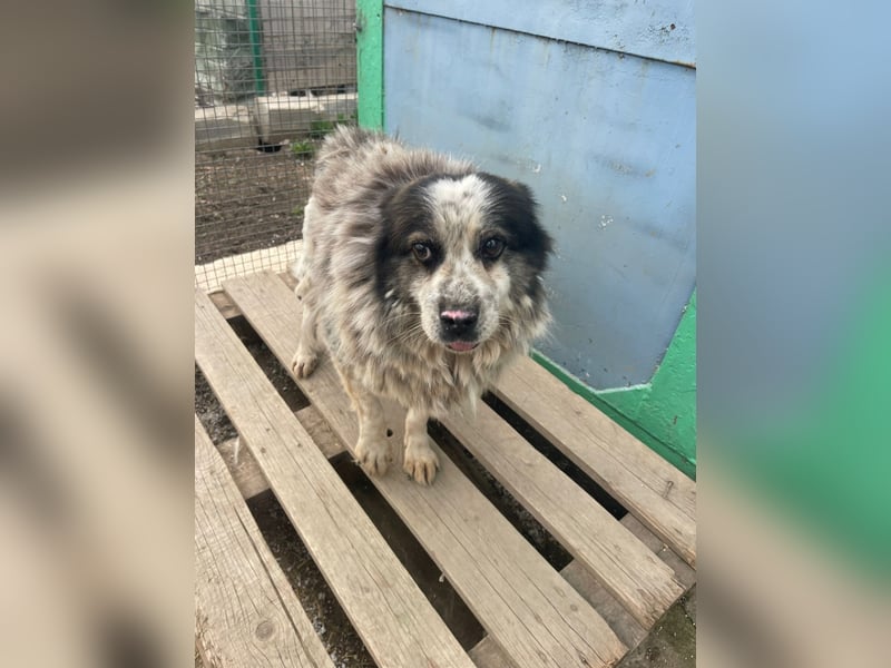 Molly - Seniorin mit großem Herz sucht ein warmes Körbchen für immer