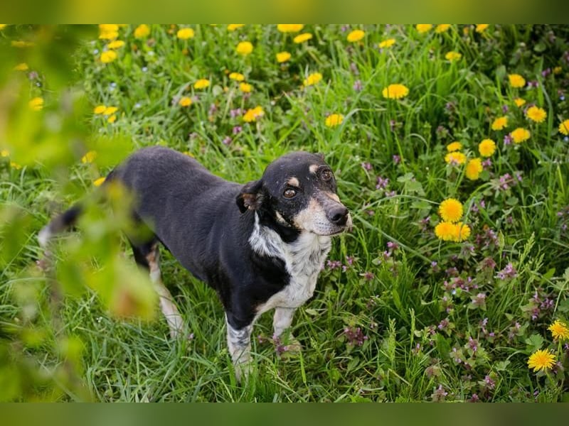 Zarte Hündin Martha sucht ein liebevolles Zuhause zum 24.05.2025