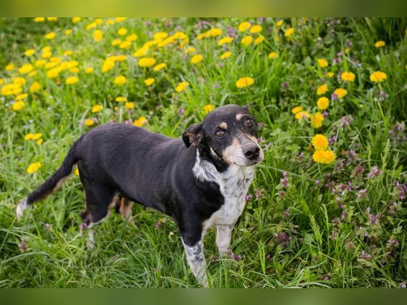 Zarte Hündin Martha sucht ein liebevolles Zuhause zum 24.05.2025