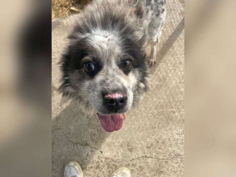 Molly - Seniorin mit großem Herz sucht ein warmes Körbchen für immer