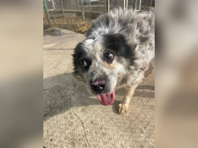 Molly - Seniorin mit großem Herz sucht ein warmes Körbchen für immer