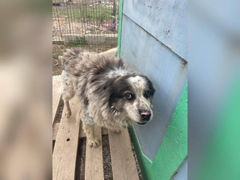 Molly - Seniorin mit großem Herz sucht ein warmes Körbchen für immer