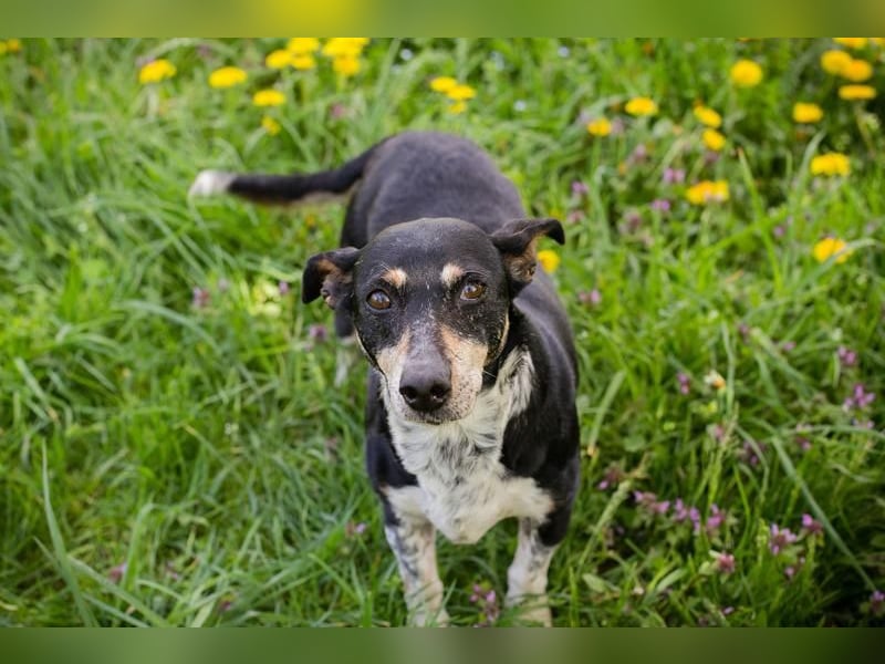 Zarte Hündin Martha sucht ein liebevolles Zuhause zum 24.05.2025