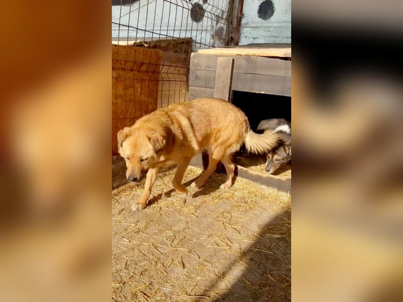Bella(2), sehr lieb aber noch schüchtern