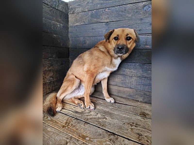 Bella(2), sehr lieb aber noch schüchtern