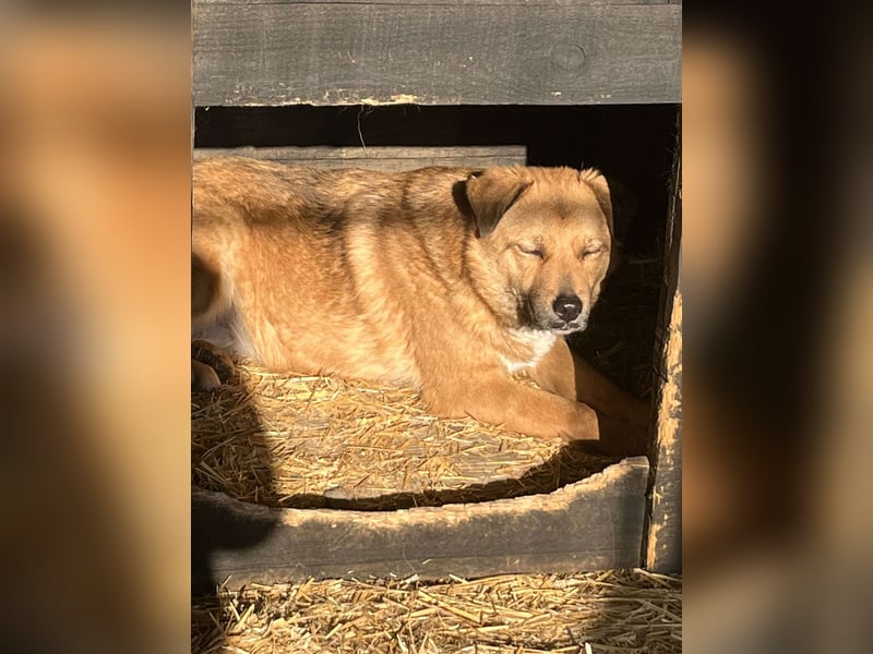 Bella(2), sehr lieb aber noch schüchtern