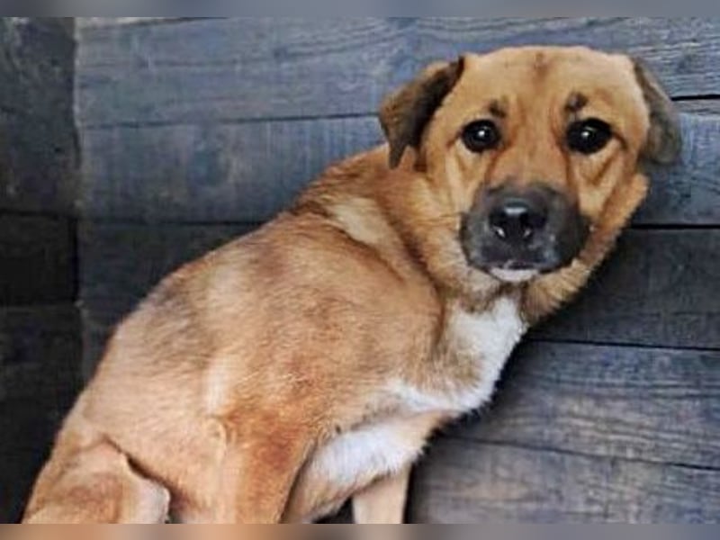 Bella(2), sehr lieb aber noch schüchtern