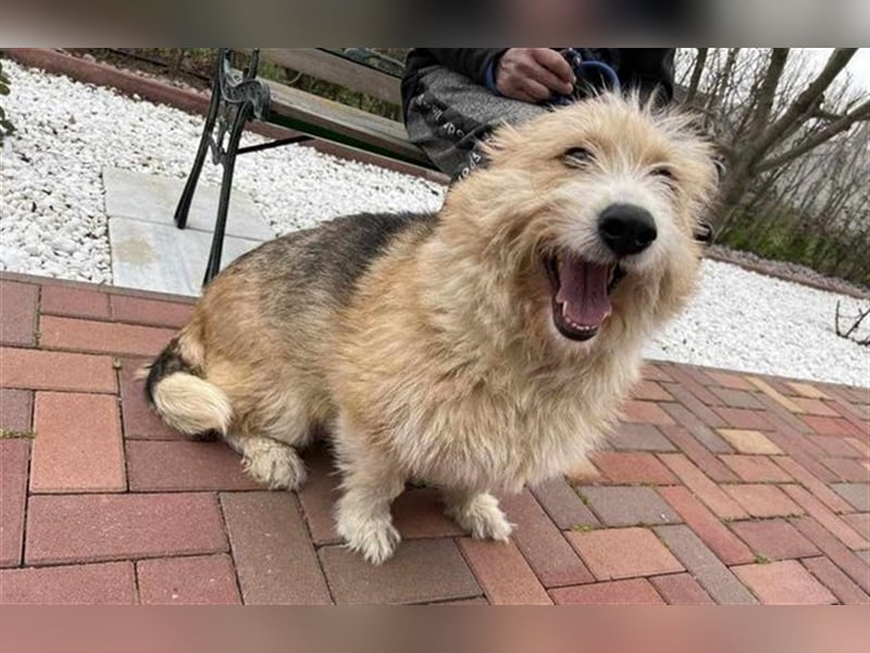 Luna - freundliches Hundemädchen sucht ihre Menschen