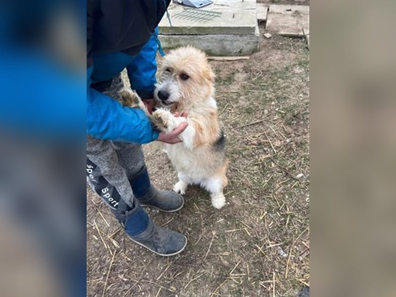 Luna - freundliches Hundemädchen sucht ihre Menschen