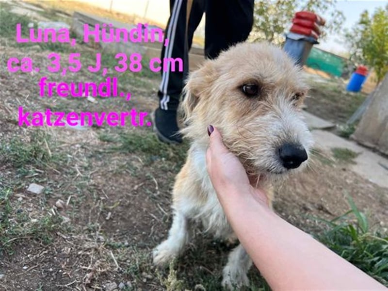 Luna - freundliches Hundemädchen sucht ihre Menschen