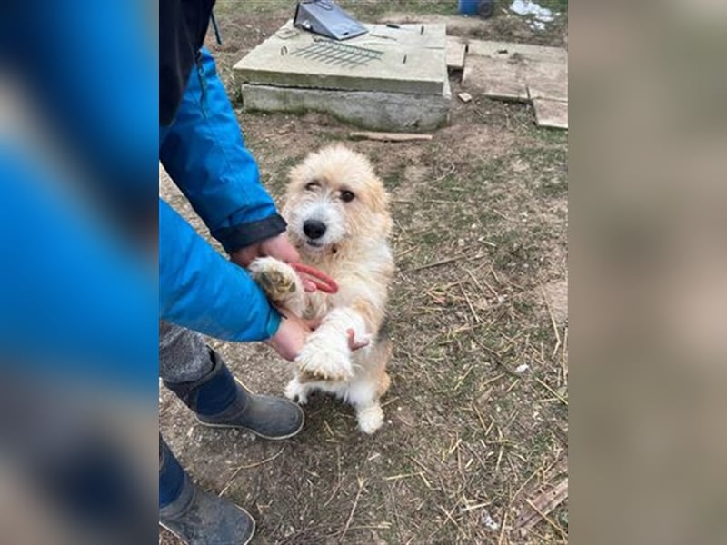 Luna - freundliches Hundemädchen sucht ihre Menschen