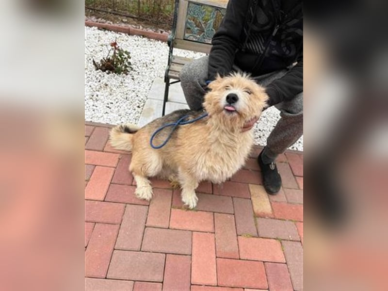 Luna - freundliches Hundemädchen sucht ihre Menschen