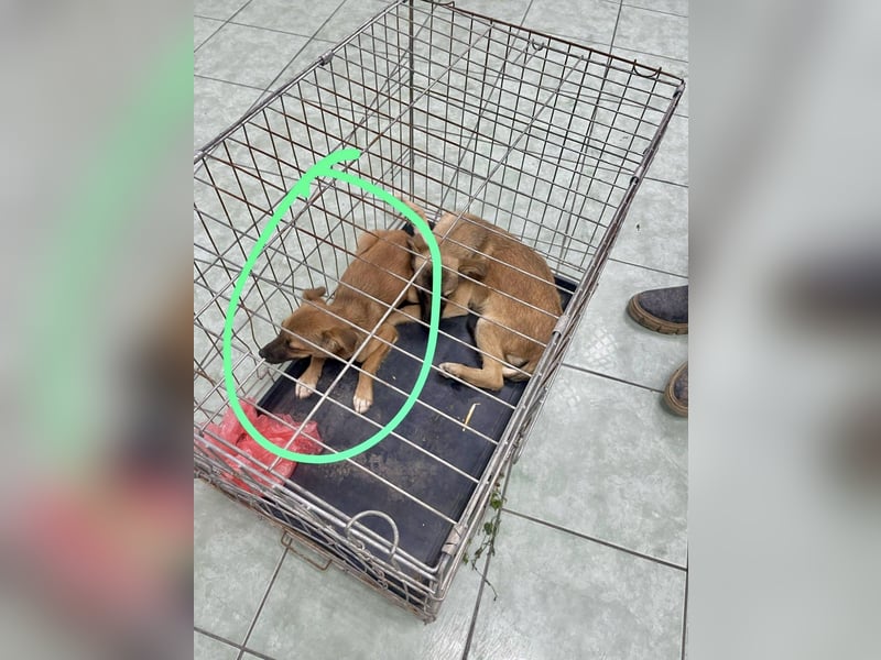 Sanfte Kaya sucht ihr erstes richtiges Zuhause – Ankunft am 21.06. in Ratingen möglich