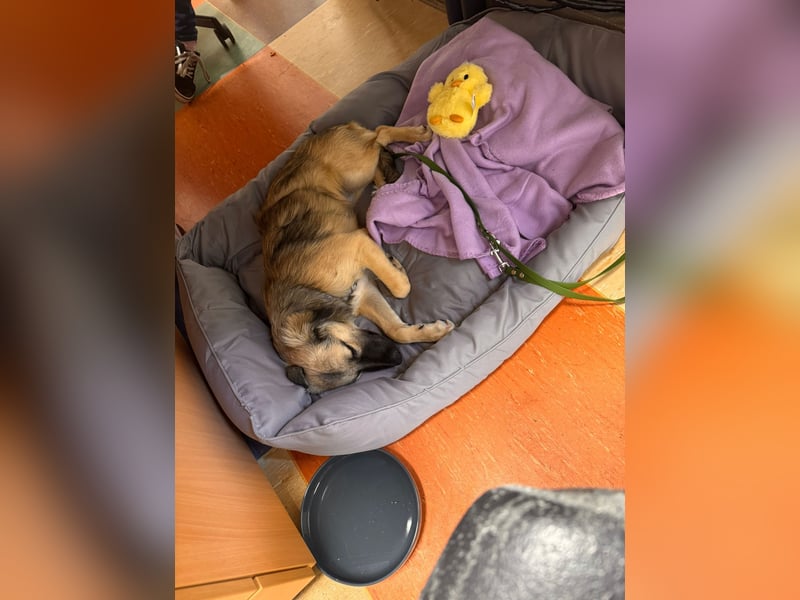 Nivie auf Pflegestelle in 47057 Duisburg