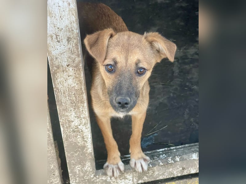 Sanfte Kaya sucht ihr erstes richtiges Zuhause – Ankunft am 21.06. in Ratingen möglich
