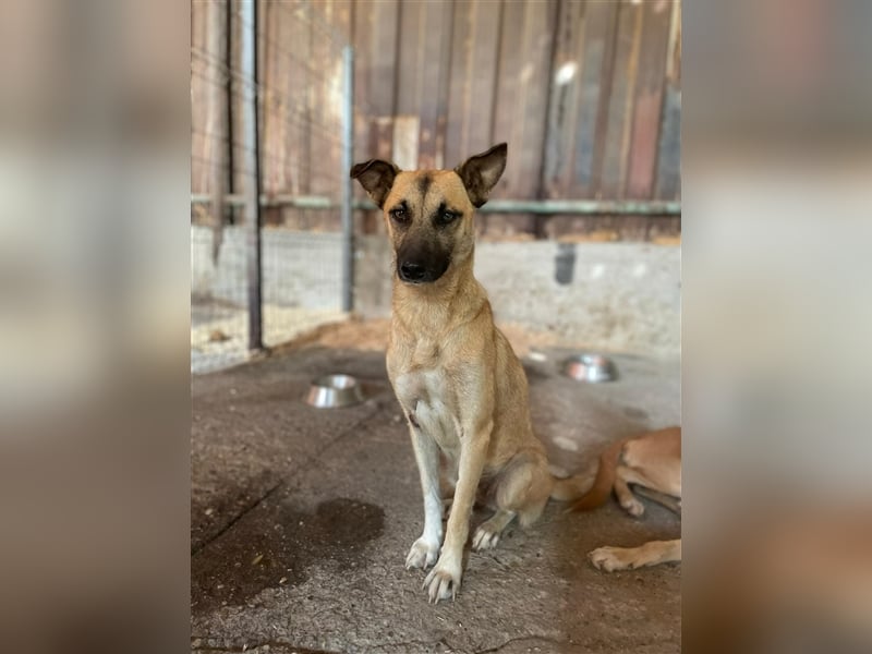 Unsere Cassie ist bereit für ihr Immerzuhause❤️
