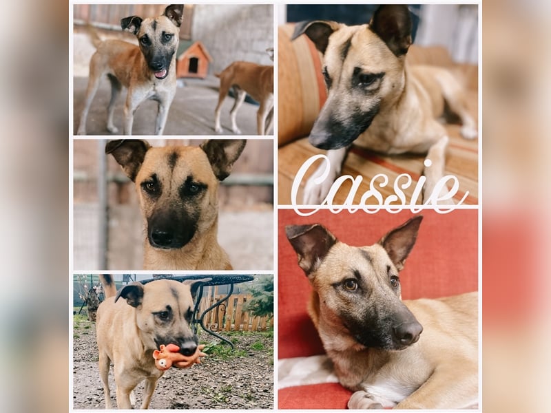 Unsere Cassie ist bereit für ihr Immerzuhause❤️