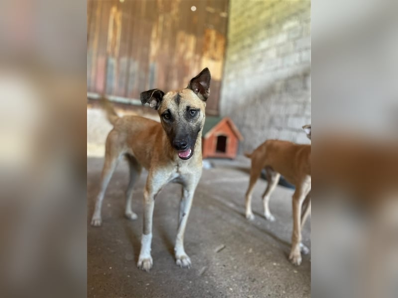 Unsere Cassie ist bereit für ihr Immerzuhause❤️