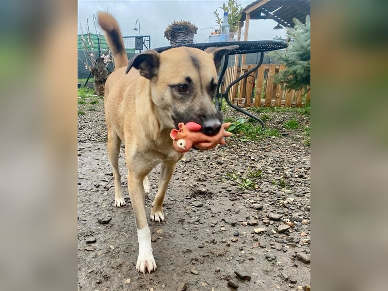 Unsere Cassie ist bereit für ihr Immerzuhause❤️