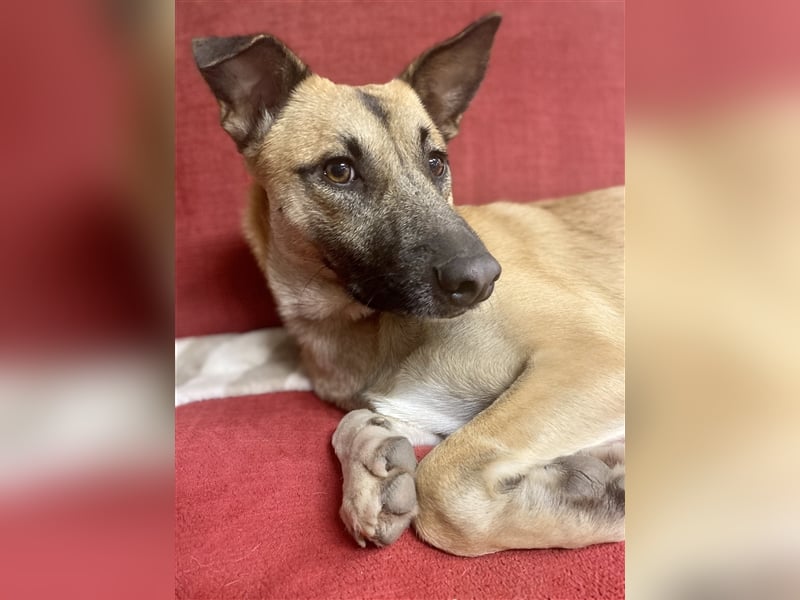 Unsere Cassie ist bereit für ihr Immerzuhause❤️