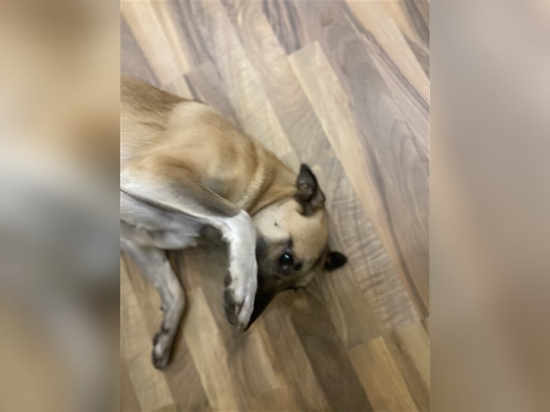 Unsere Cassie ist bereit für ihr Immerzuhause❤️