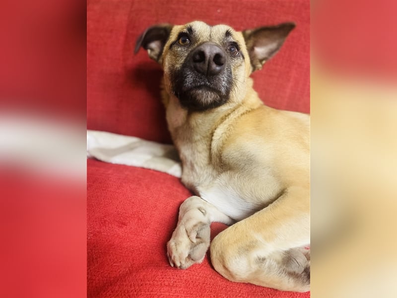Unsere Cassie ist bereit für ihr Immerzuhause❤️