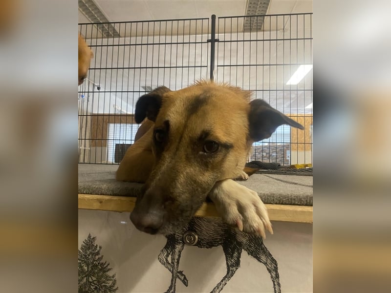 Unsere Cassie ist bereit für ihr Immerzuhause❤️