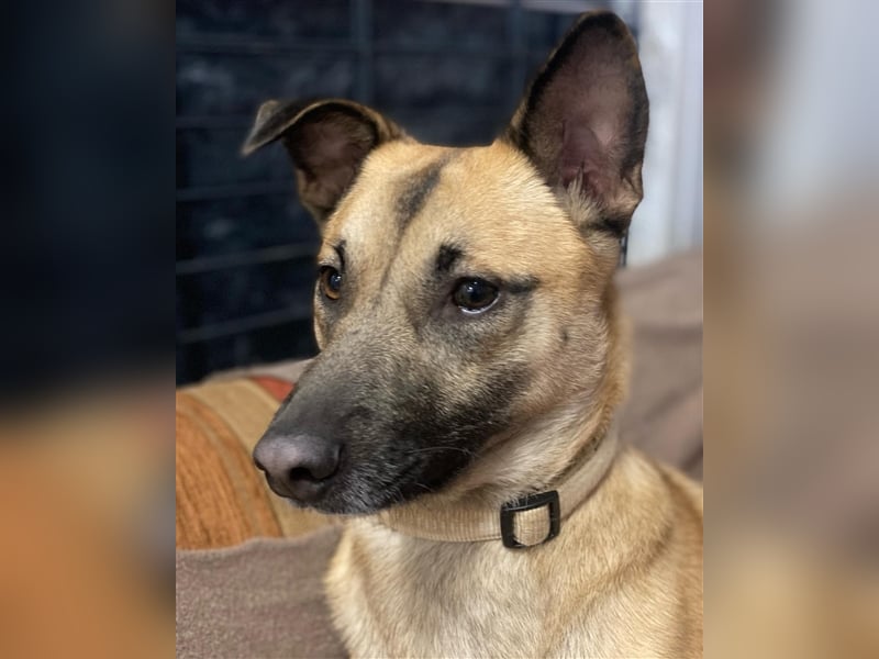 Unsere Cassie ist bereit für ihr Immerzuhause❤️