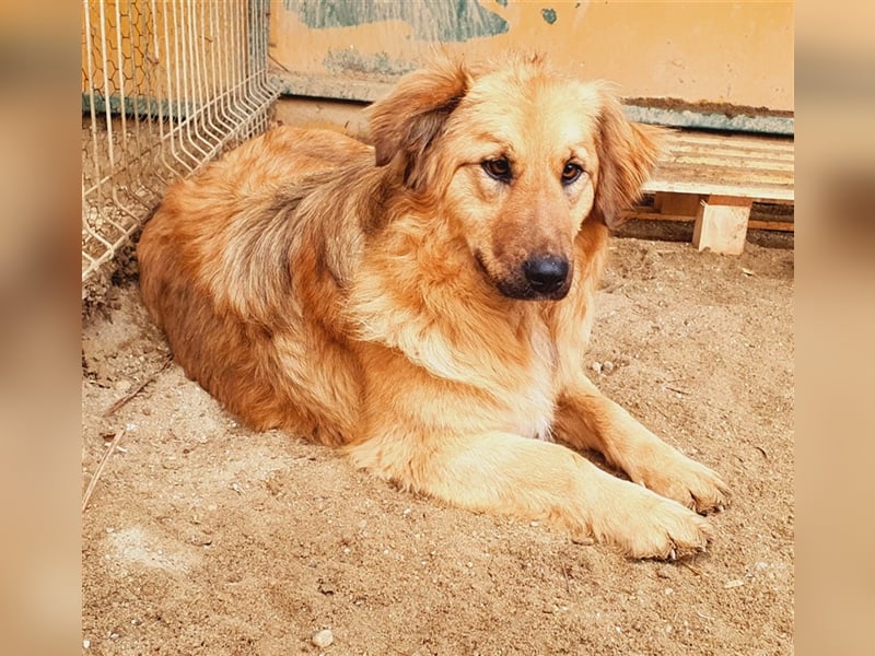 Clarice sucht ihr kuscheliges Zuhause