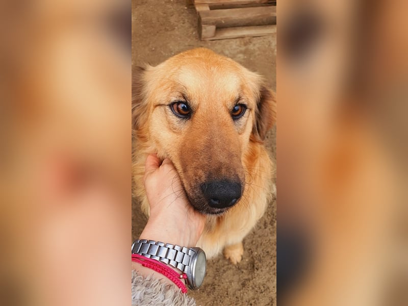 Clarice sucht ihr kuscheliges Zuhause