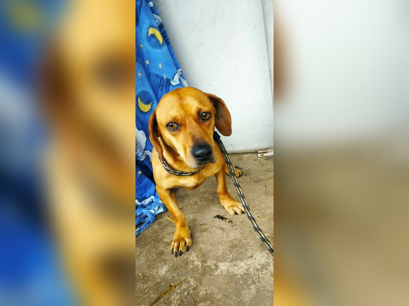 Rozi sucht ein Für-Immer-Zuhause!