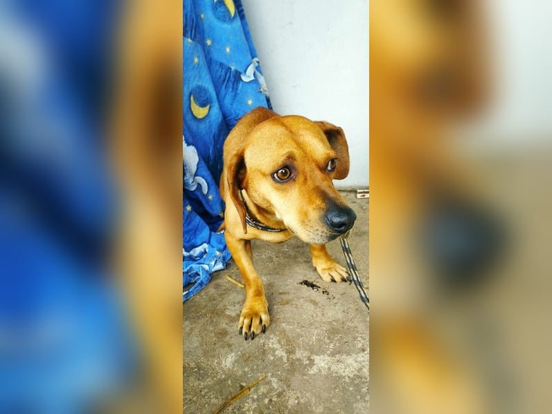 Rozi sucht ein Für-Immer-Zuhause!