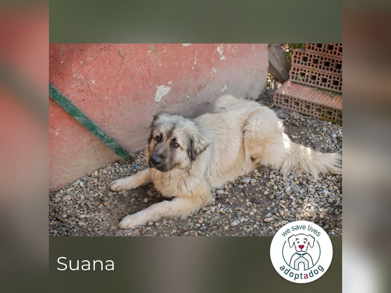 Suana: Eine sanfte Seele