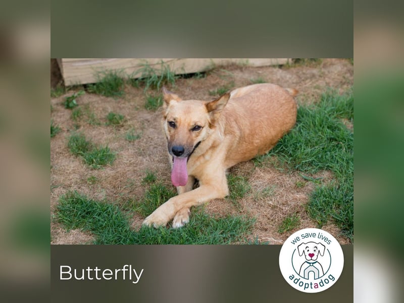 Butterfly: Bereit für die Metamorphose