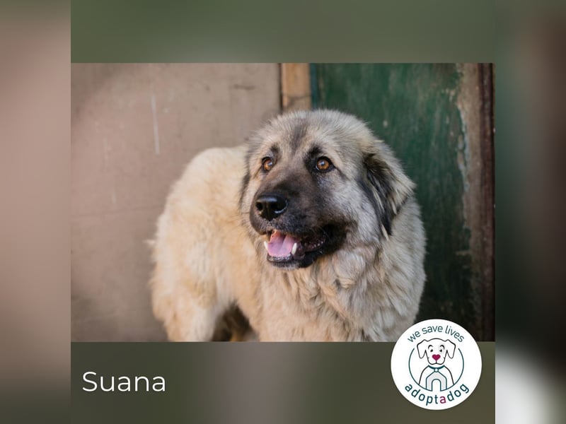 Suana: Eine sanfte Seele