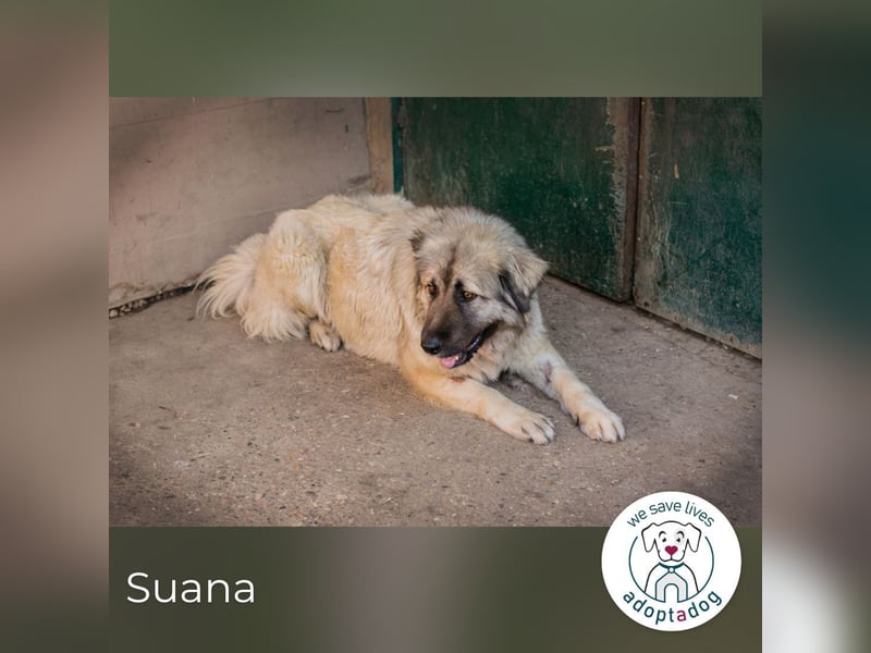 Suana: Eine sanfte Seele